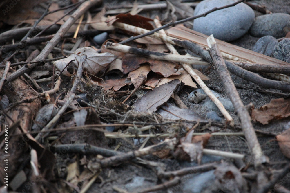 Fallen Leaves Fallen Leaves