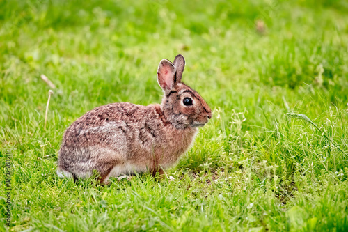 Obraz na płótnie Rabbit w salonie