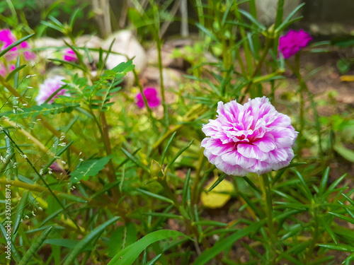 pink and white flowers in the garden