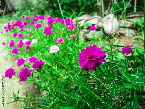 pink flowers in the grass