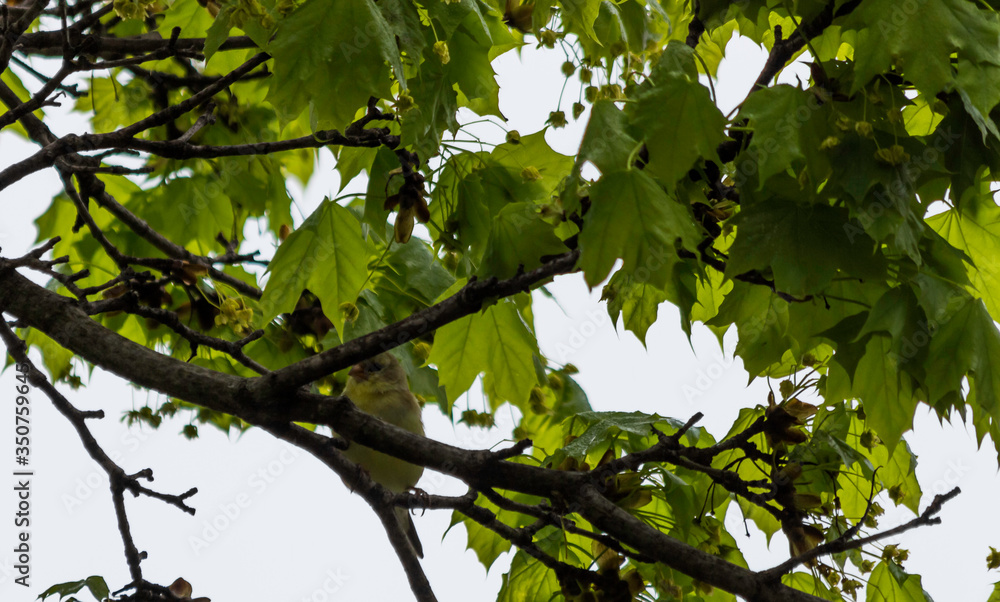 Yellow Pine Warbler on a Branch of a Hickory Tree Yellow Pine Warbler on a Branch of a Hickory Tree