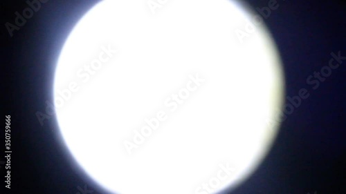 Naididae movement at 40x magnification