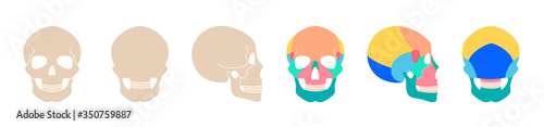 Human skull anatomy