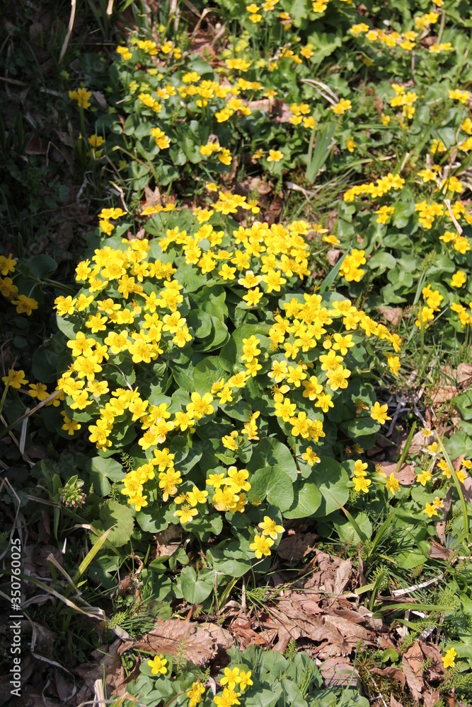 たくさん花を咲かせるリュウキンカ