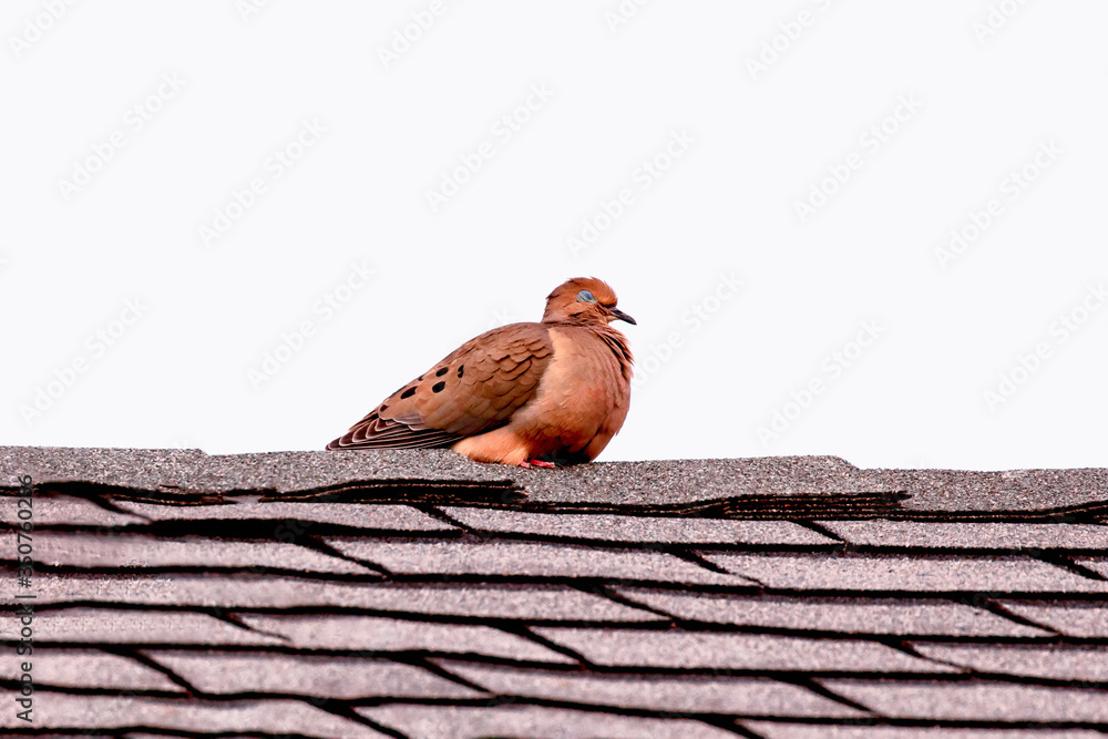 Napper on the roof.