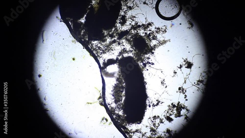 Copepod movement at 40x