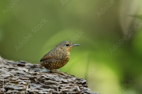 Beautiful small bird look like a brown tennis ball, Pygmy cup wing or pygmy wren-blabber, low angle view, side shot, foraging on the rock in tropical moist montane forest, northern Thailand.