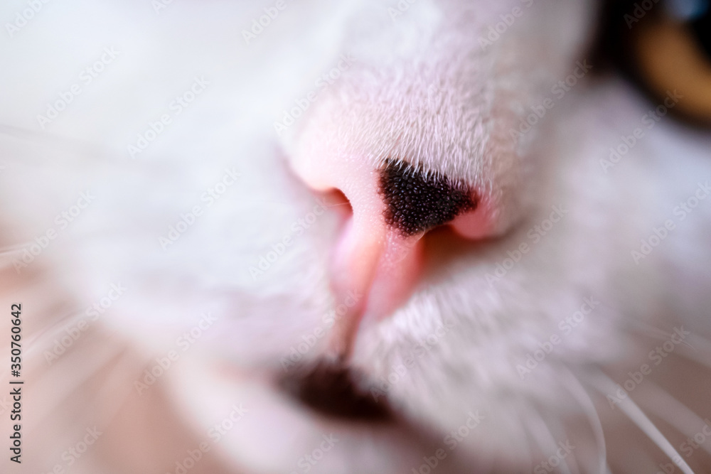 pink nose with a black spot of a white cat close up pink nose with a black spot of a white cat close up