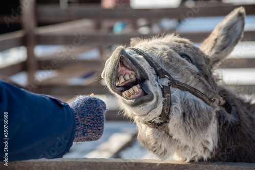 a grey donkey in a pen has its mouth wide open and eats from a man's hand in winter
