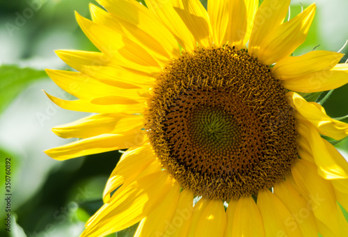 Closeup of Giant Sunflower Helianthus annuus  Kekaha. Kauai  Hawaii  USA