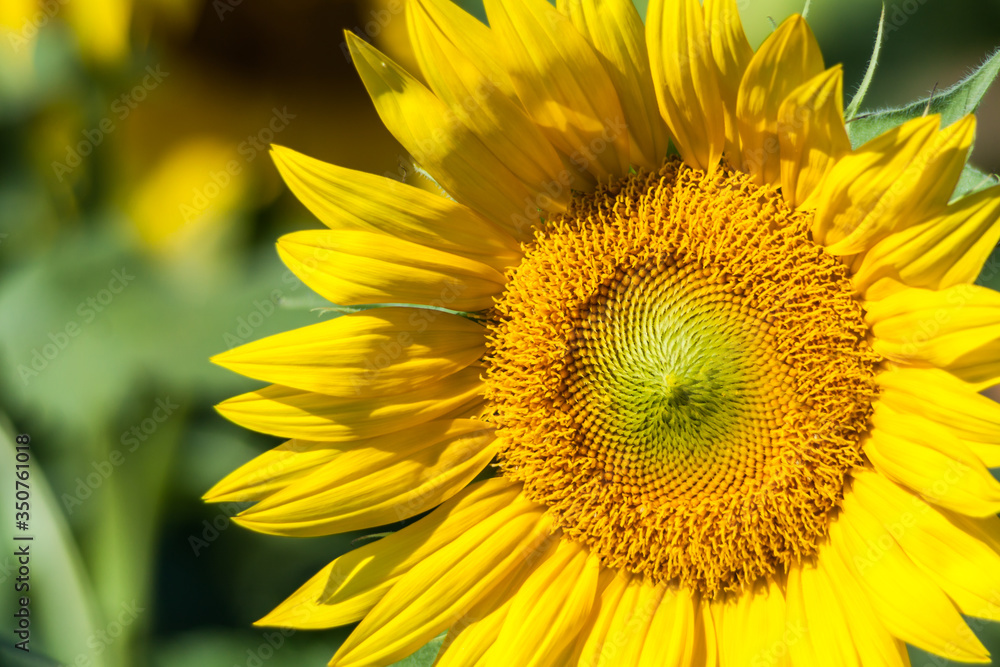 Fototapeta premium Closeup of Giant Sunflower(Helianthus annuus) Kekaha. Kauai, Hawaii, USA