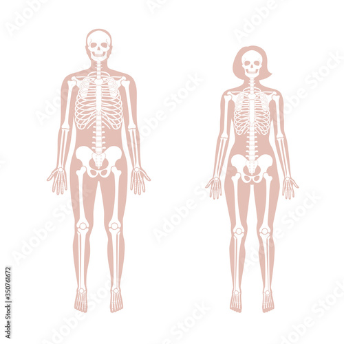 Woman and man skeleton anatomy