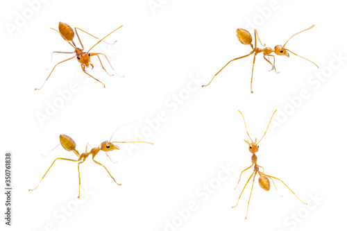 Four red ants separated from a white background