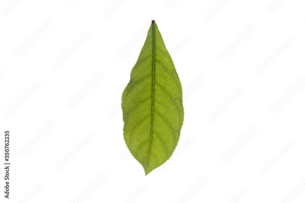 Green leaves separated from the white background Green leaves separated from the white background