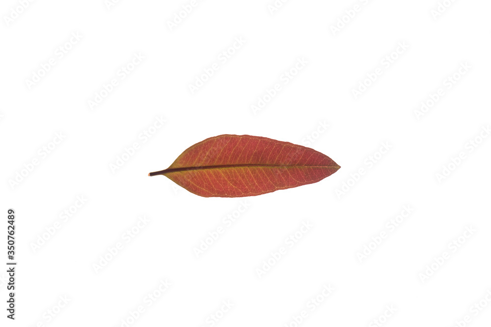 Red eucalyptus leaves Separated from the white background Red eucalyptus leaves Separated from the white background