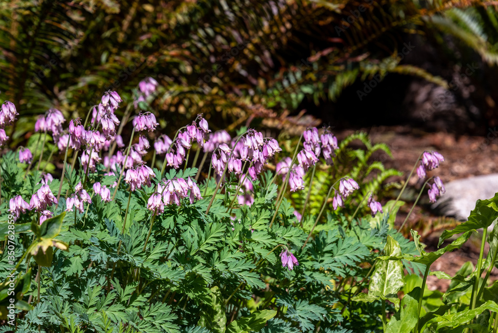 Obraz premium Pink Bleeding Heart flowers blooming in a sunny garden 