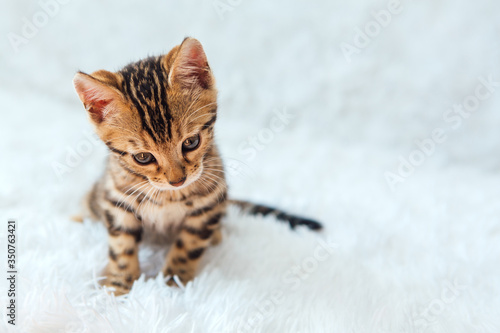 Little Bengal kitty laying on the white background.
