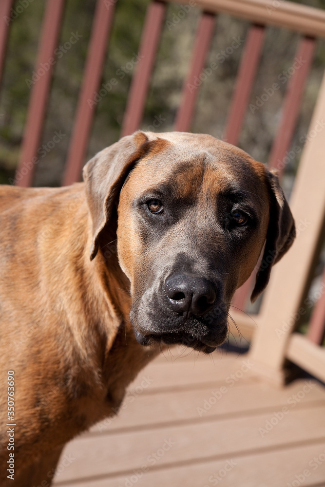 Large brown Mastiff Great Dane looking sad at the camera Large brown Mastiff Great Dane looking sad at the camera