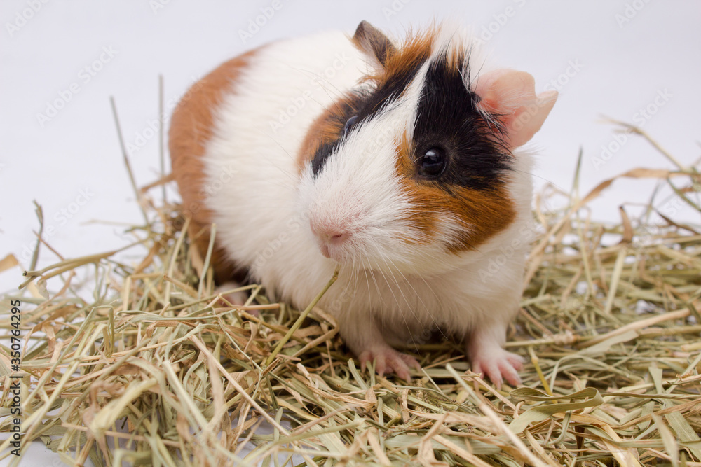 Cute guinea pigwith lots hay, isolated on white background. Cute guinea pigwith lots hay, isolated on white background.