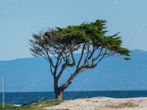 Fototapeta Naklejka Na Ścianę i Meble -  17 Mile Drive, California, USA