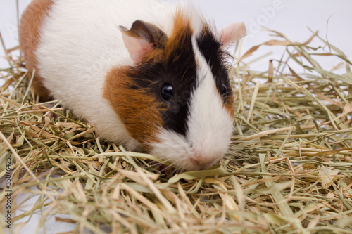 Cute guinea pigwith lots hay, isolated on white background.