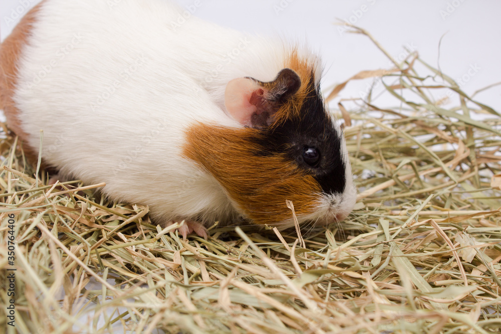 Cute guinea pigwith lots hay, isolated on white background. Cute guinea pigwith lots hay, isolated on white background.