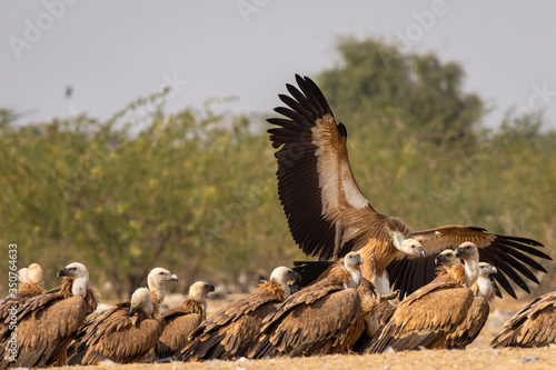 Griffon vulture or Eurasian Griffon or Gyps fulvus in flight with full wingspan at jorbeer conservation reserve, bikaner, rajasthan, india