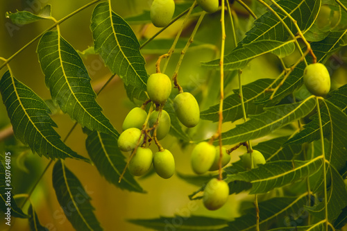 Fresh Neem fruit on tree with leaf on nature background. A leaves of neem tree and fruits growing natural medicinal. Azadirachta indica,neem, nimtree or Indian lilac,mahogany family Meliaceae photo