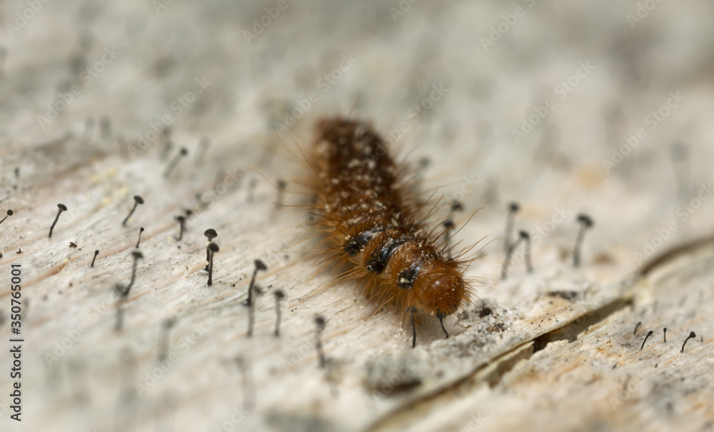 Skin beetle, Dermestidae larva on fir wood Skin beetle, Dermestidae larva on fir wood