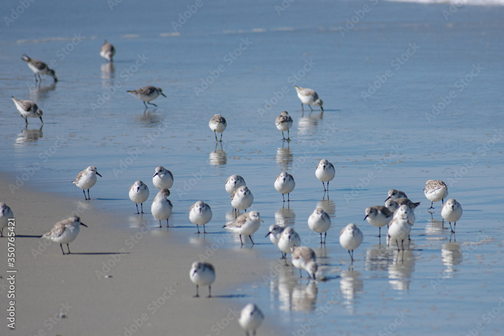 Sandpipers, Northern California