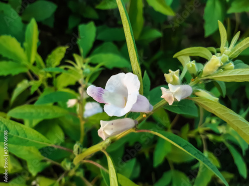 White sesame flower tree and green background, oil is made from sesame.