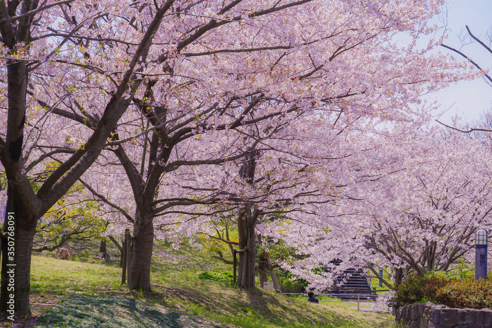 葛西臨海公園の満開の桜