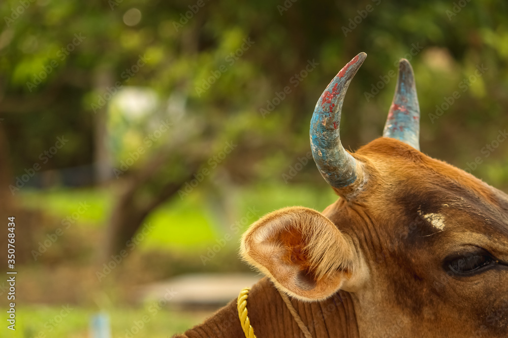 Red Cow sitting down with blue painted horns. Indian Cow horns. color cow  horns foto de Stock | Adobe Stock