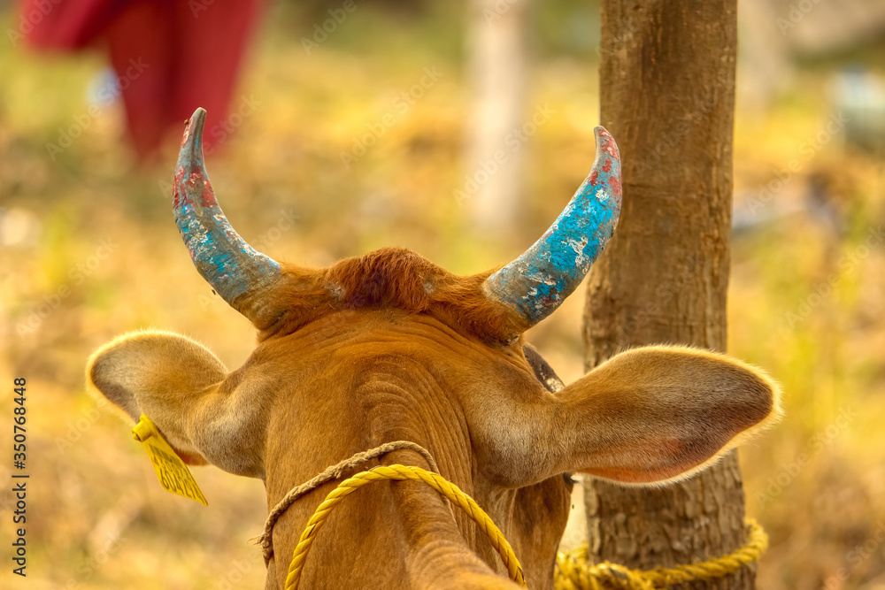 Red Cow sitting down with blue painted horns on shot of behind the cow