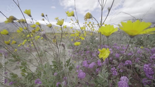 The camera pans up from a carpet of purple flowers to a crop of higher yellow flowers. photo