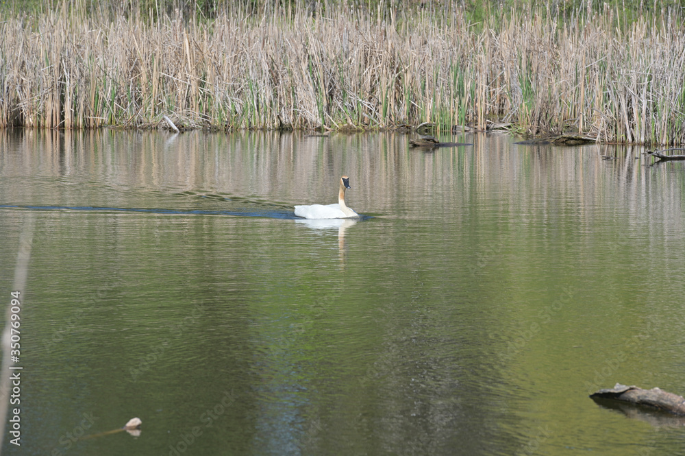 White Swan White Swan