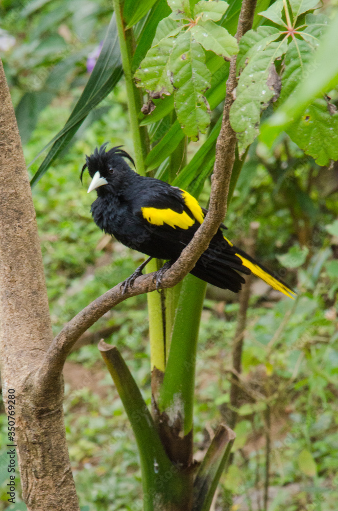 Fototapeta premium Black tropical bird with funky hairdo sits on a branch.