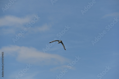 Seagull in flight © Alexander Zitser