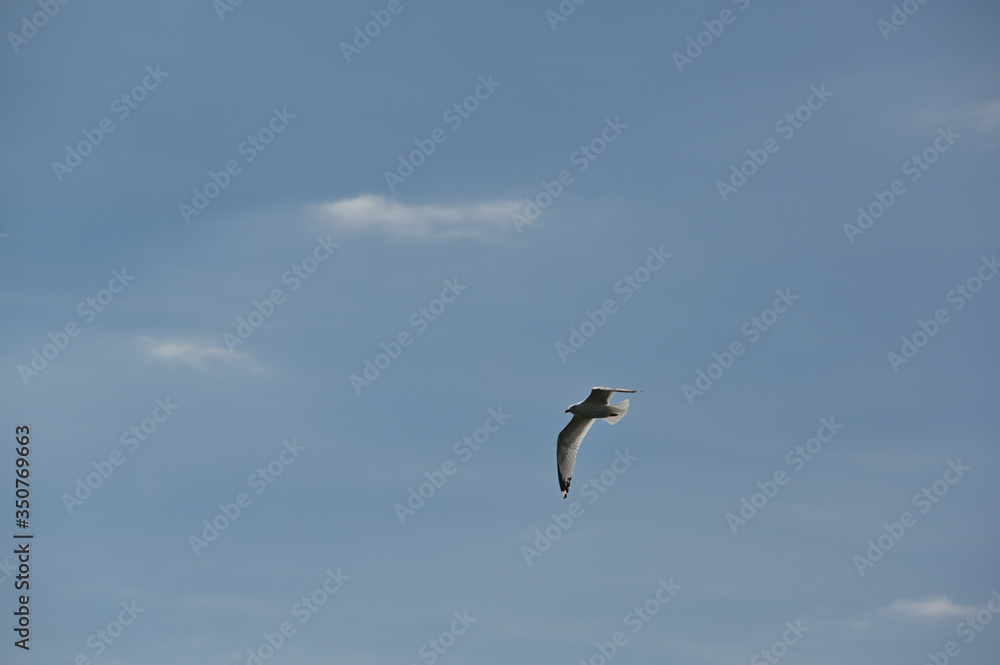 Seagull in flight