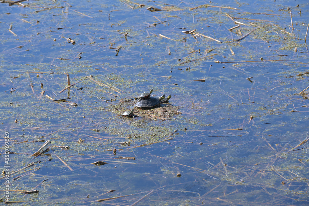 family of turtles family of turtles