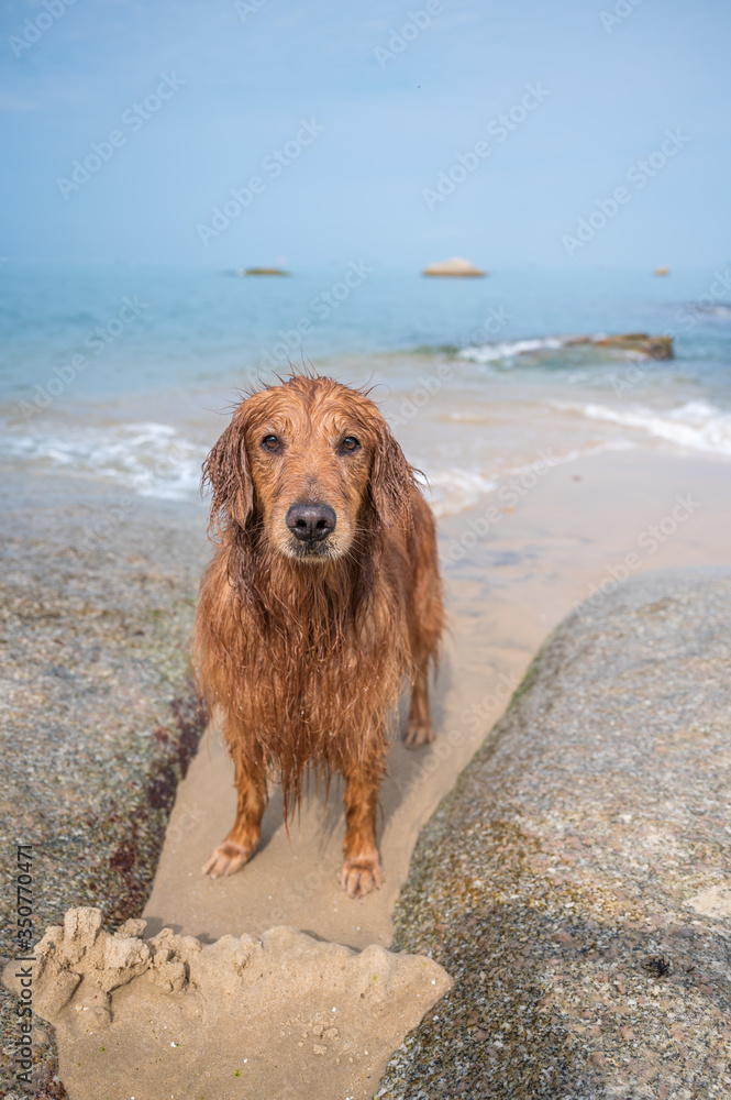 Golden retriever playing with water at the beach Golden retriever playing with water at the beach