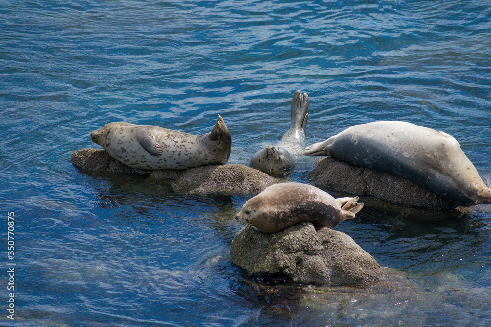 Fototapeta premium Monterey California Sea Lions