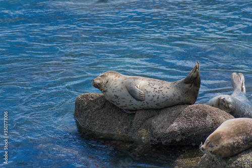 Monterey California Sea Lions