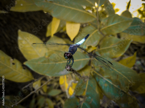 dragonfly on a branch