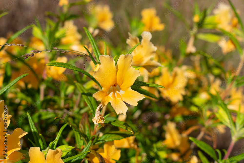 Fototapeta premium California Wild Flowers