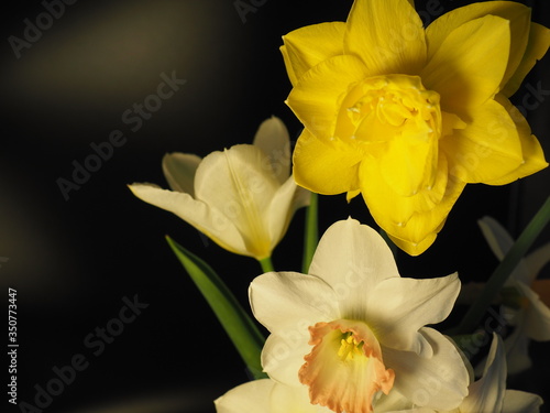 Daffodils and a Tulip on Black Background