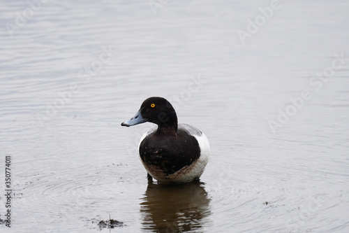 greater scaup is in water