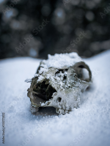 Animal skull in the snow 2