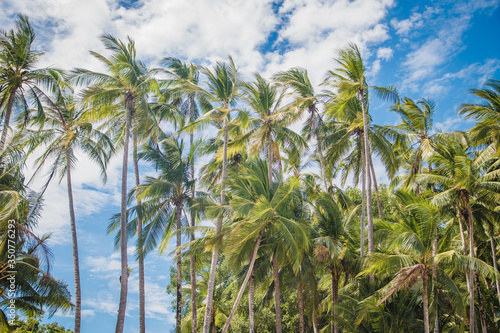 palm trees on a blue sky