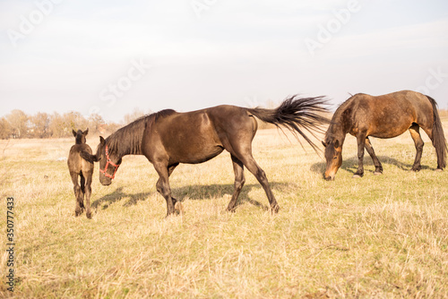 Horses in a field  landscape